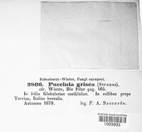 Puccinia grisea image
